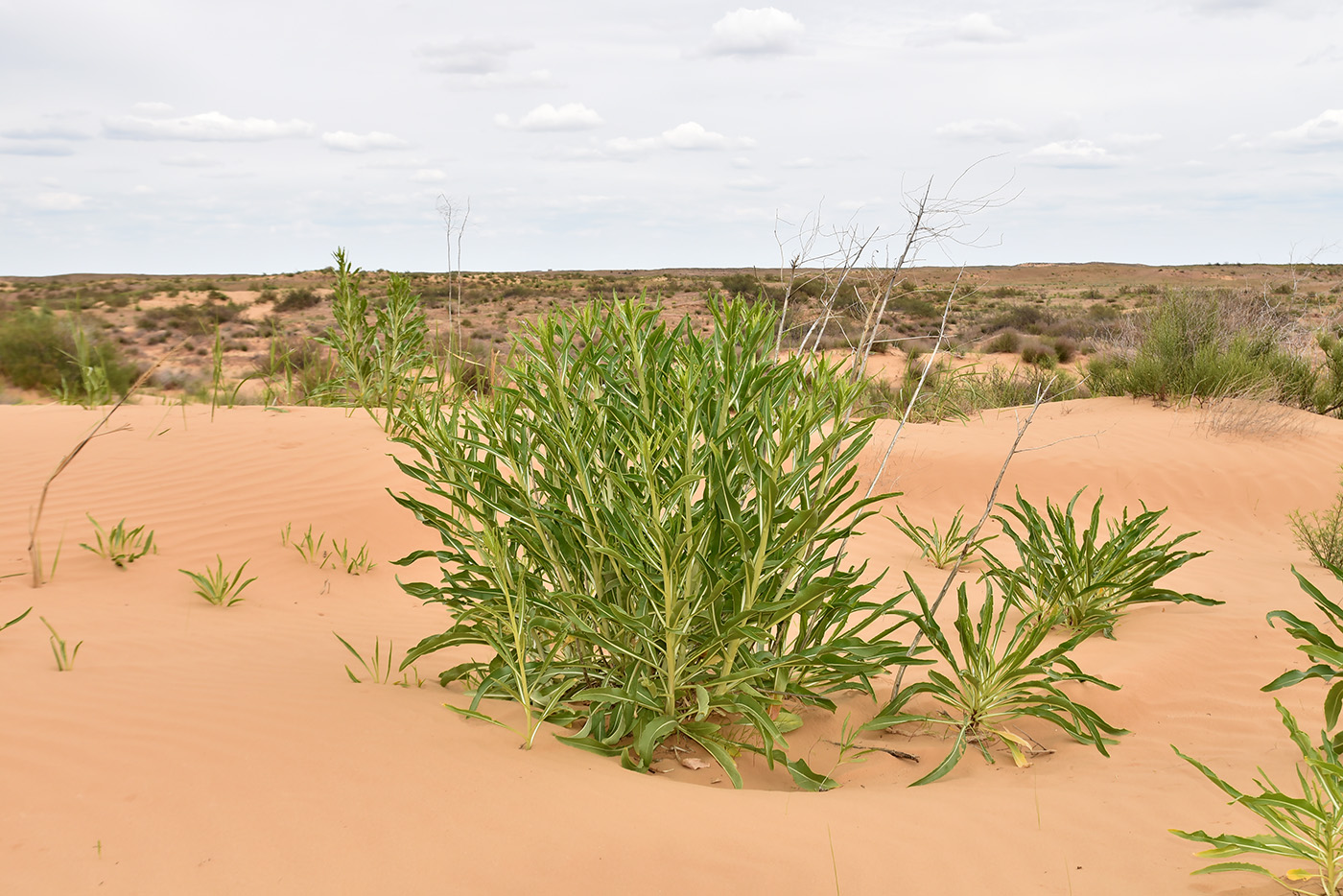 Image of Isatis sabulosa specimen.