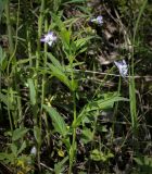 Viola elatior