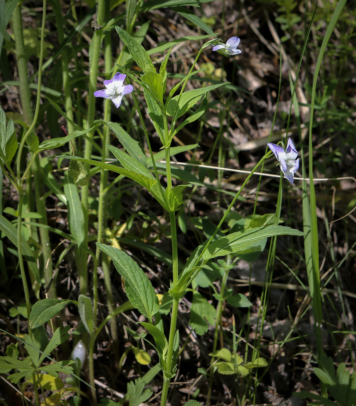 Image of Viola elatior specimen.