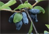 Lonicera edulis