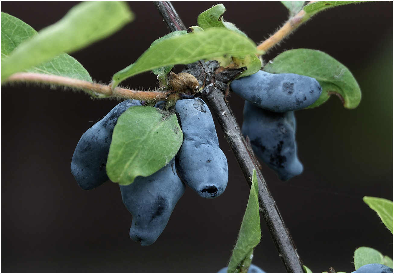 Image of Lonicera edulis specimen.
