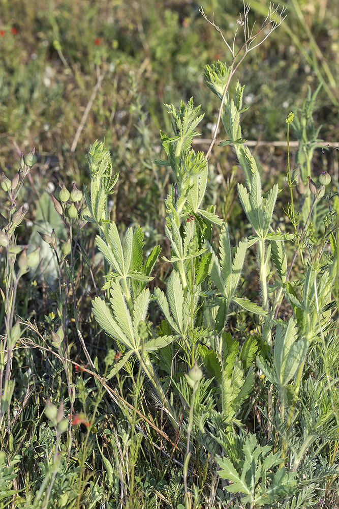 Image of Potentilla recta specimen.