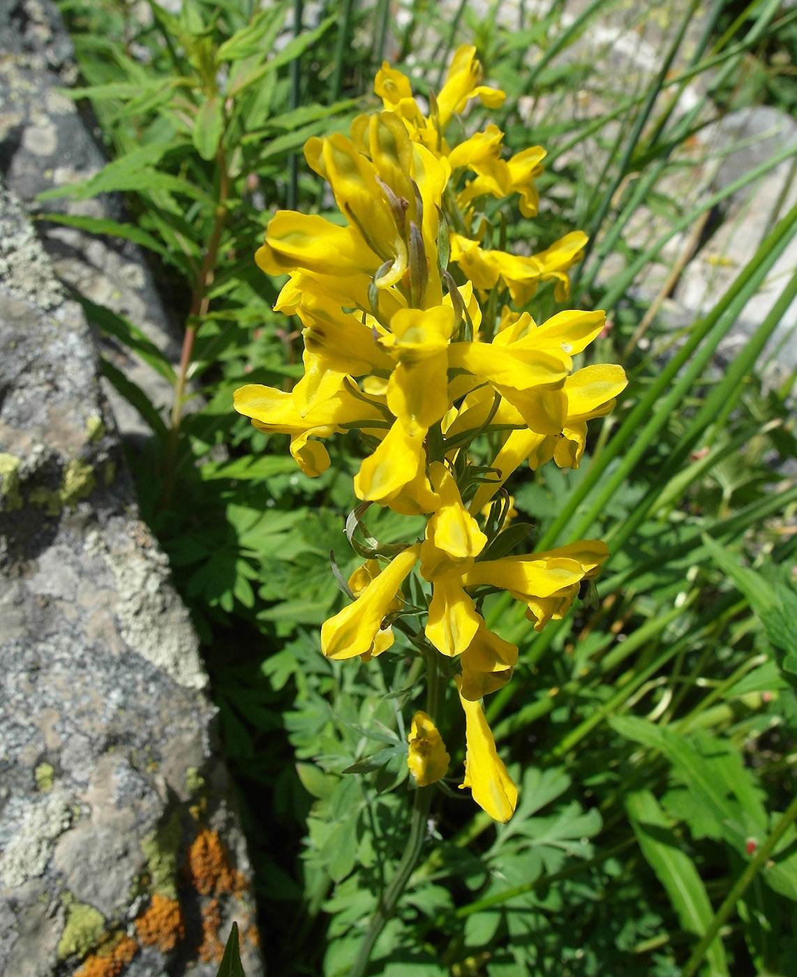 Изображение особи Corydalis gortschakovii.