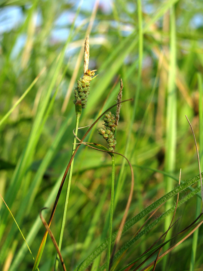 Изображение особи Carex tomentosa.