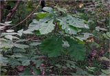 Quercus robur