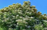 Sambucus nigra