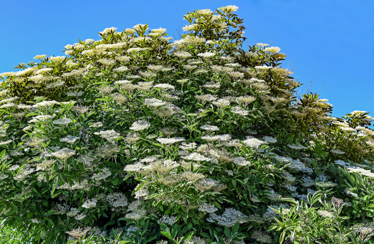 Изображение особи Sambucus nigra.