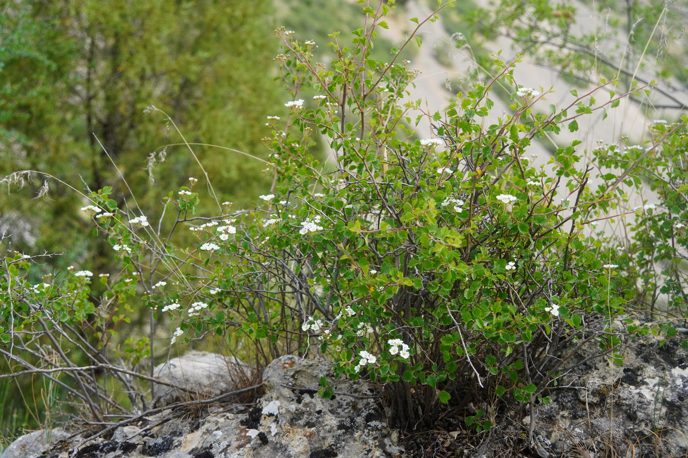 Image of Spiraea lasiocarpa specimen.