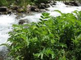 Sanguisorba alpina. Вегетирующие растения. Казахстан, Жамбылская обл., Жуалынский р-н, запов. \"Аксу-Джабаглы\"; Таласский Алатау, ущ. Коксай, ≈ 2200 м н.у.м., берег речки. 1 июня 2025 г.