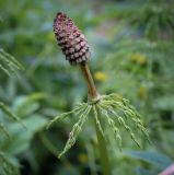 Equisetum sylvaticum. Верхушка побега со стробилом. Пермский край, г. Пермь, Свердловский р-н, м-н Липовая Гора, сырой хвойный лес. 25.05.2025.