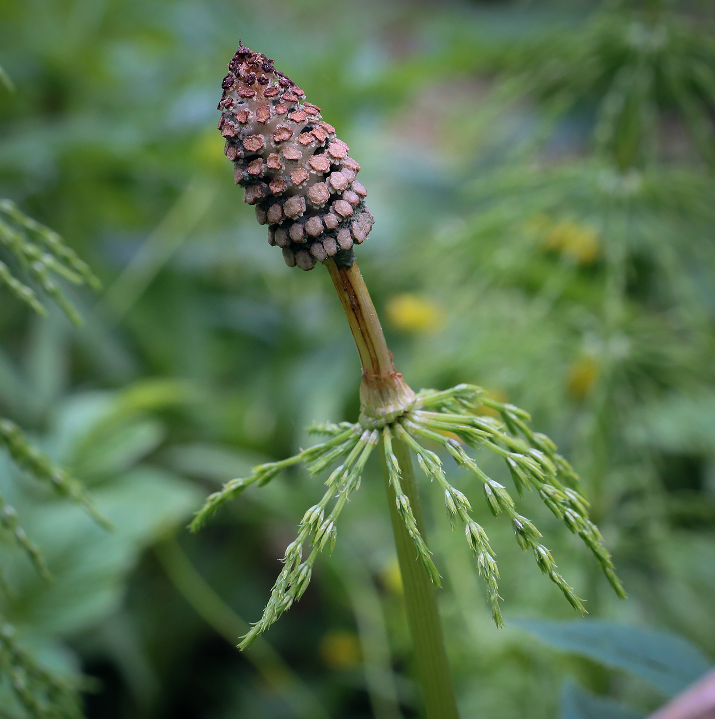 Изображение особи Equisetum sylvaticum.