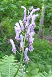 Aconitum moldavicum