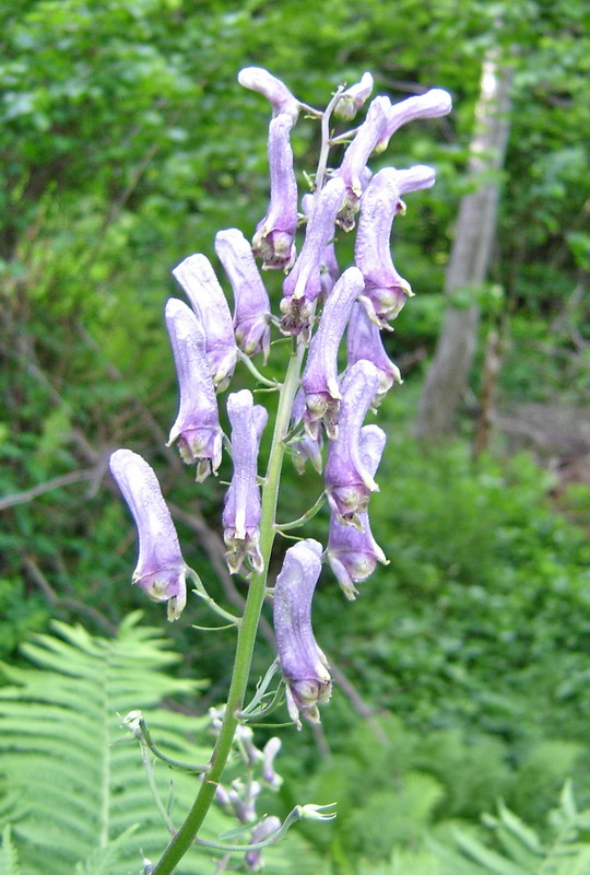 Изображение особи Aconitum moldavicum.