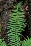 Dryopteris affinis. Вайя. Португалия, о-в Мадейра, национальный парк \"Фанал\", ≈ 1300 м н.у.м., лавровый лес. 21.08.2025.