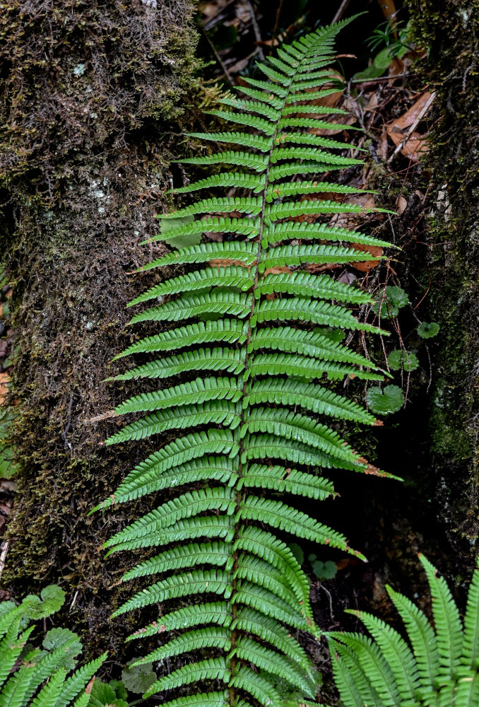 Изображение особи Dryopteris affinis.