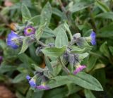 Nonea versicolor