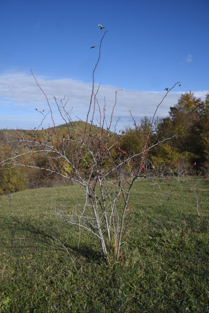Image of genus Rosa specimen.