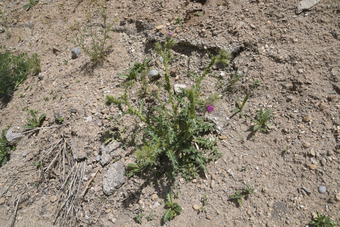 Изображение особи род Carduus.