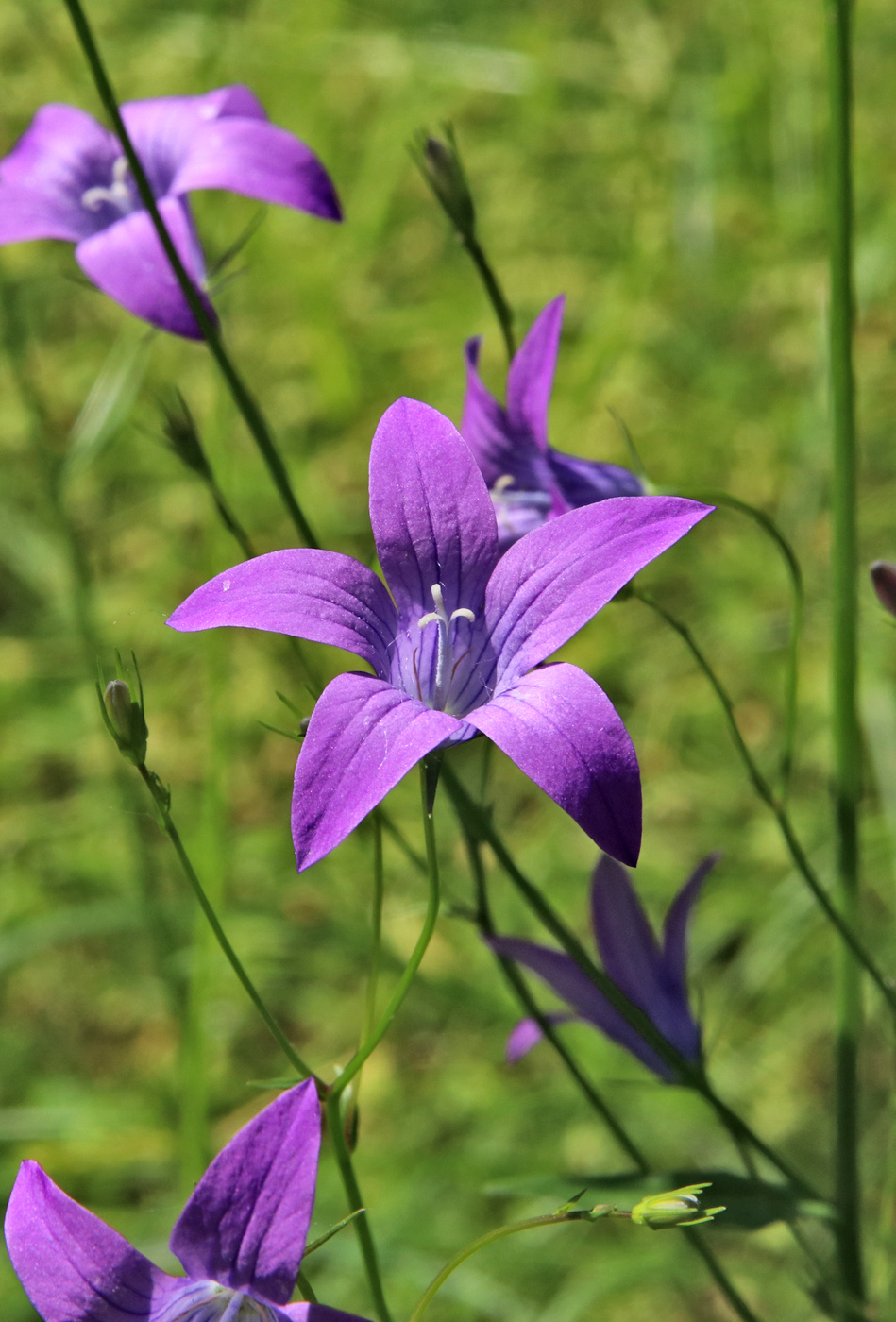 Image of Campanula patula specimen.