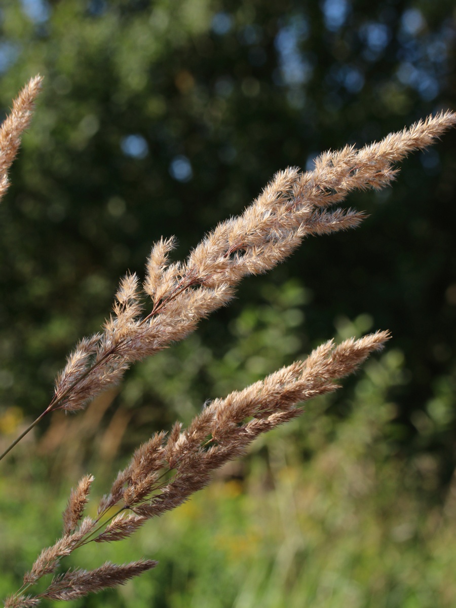Image of Calamagrostis epigeios specimen.