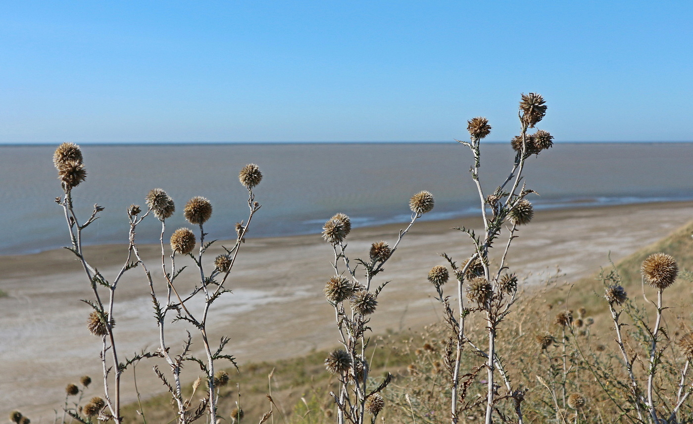 Image of genus Echinops specimen.