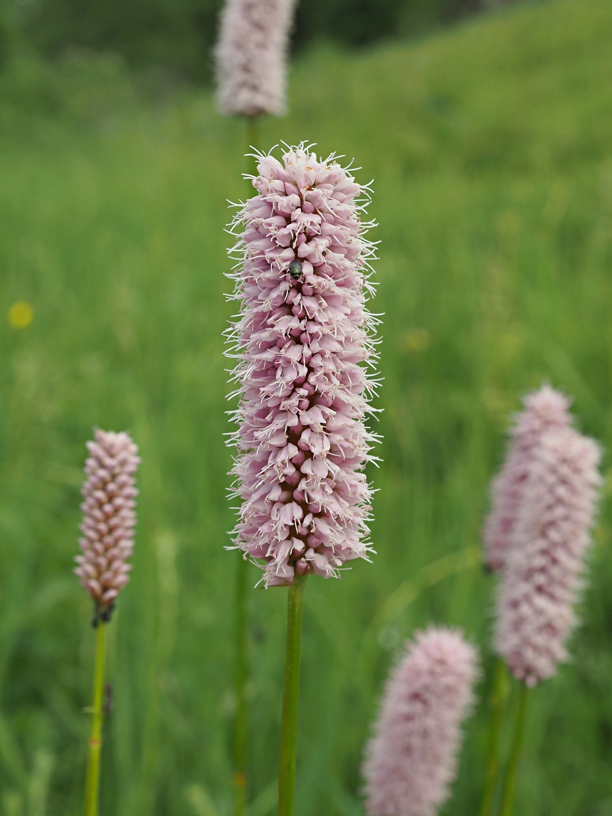 Изображение особи Bistorta officinalis.