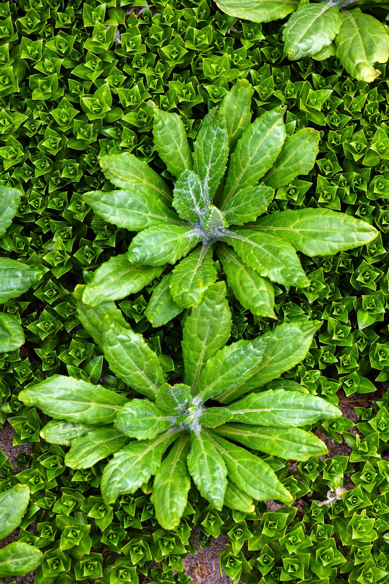 Изображение особи Senecio pseudoarnica.