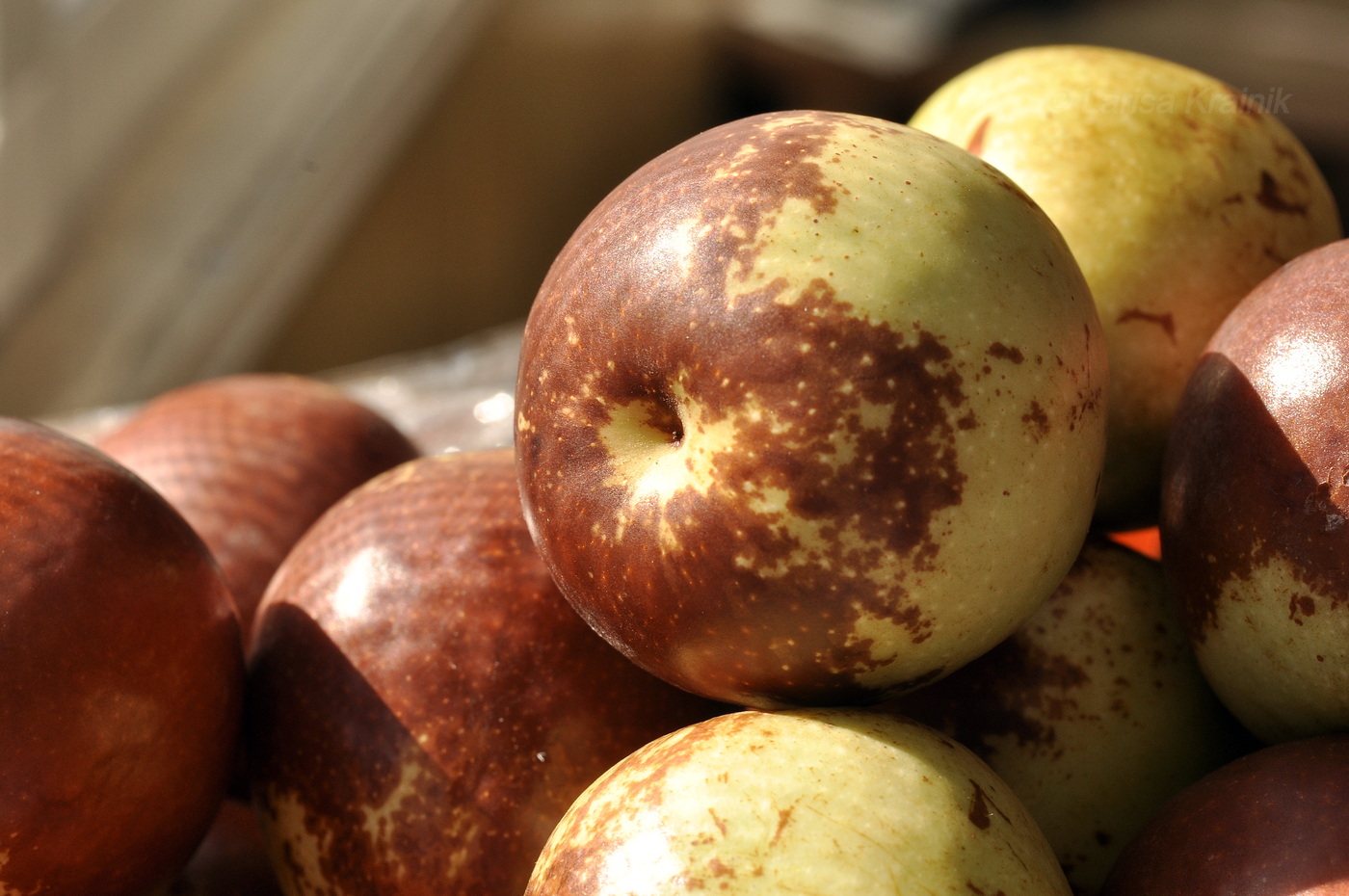 Image of Ziziphus jujuba specimen.