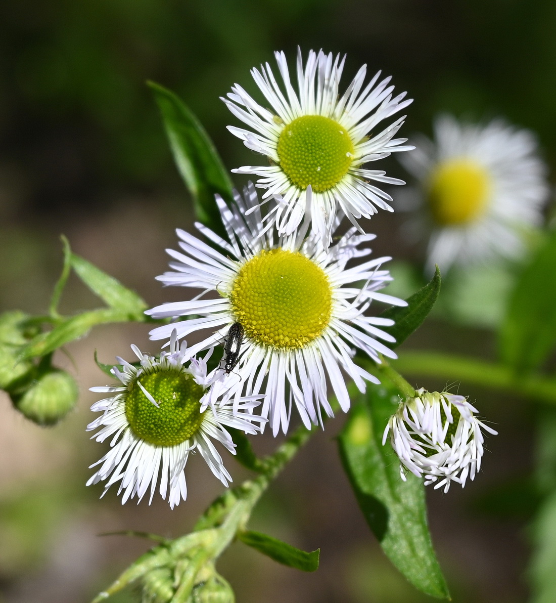 Image of genus Erigeron specimen.