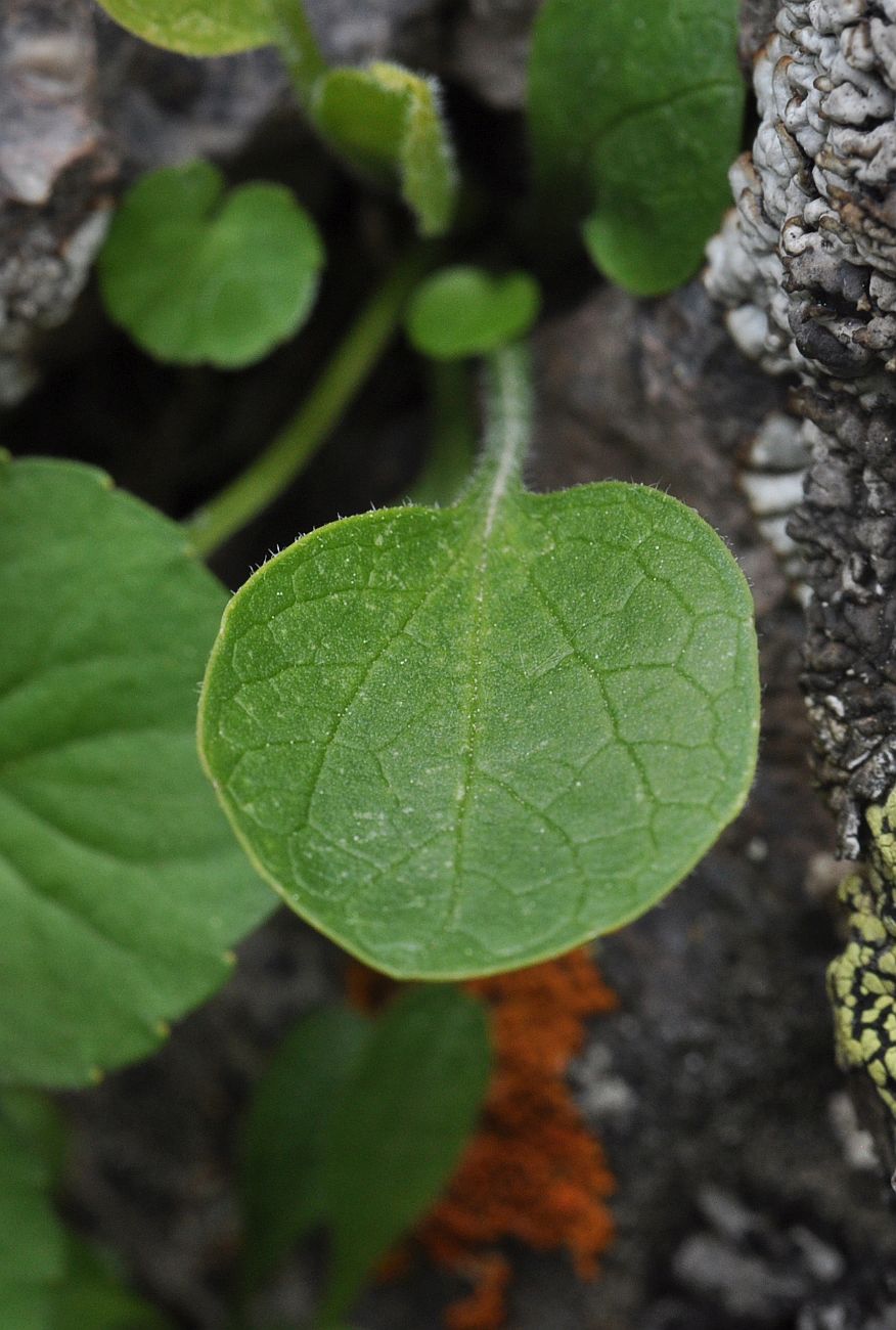 Изображение особи Viola caucasica.