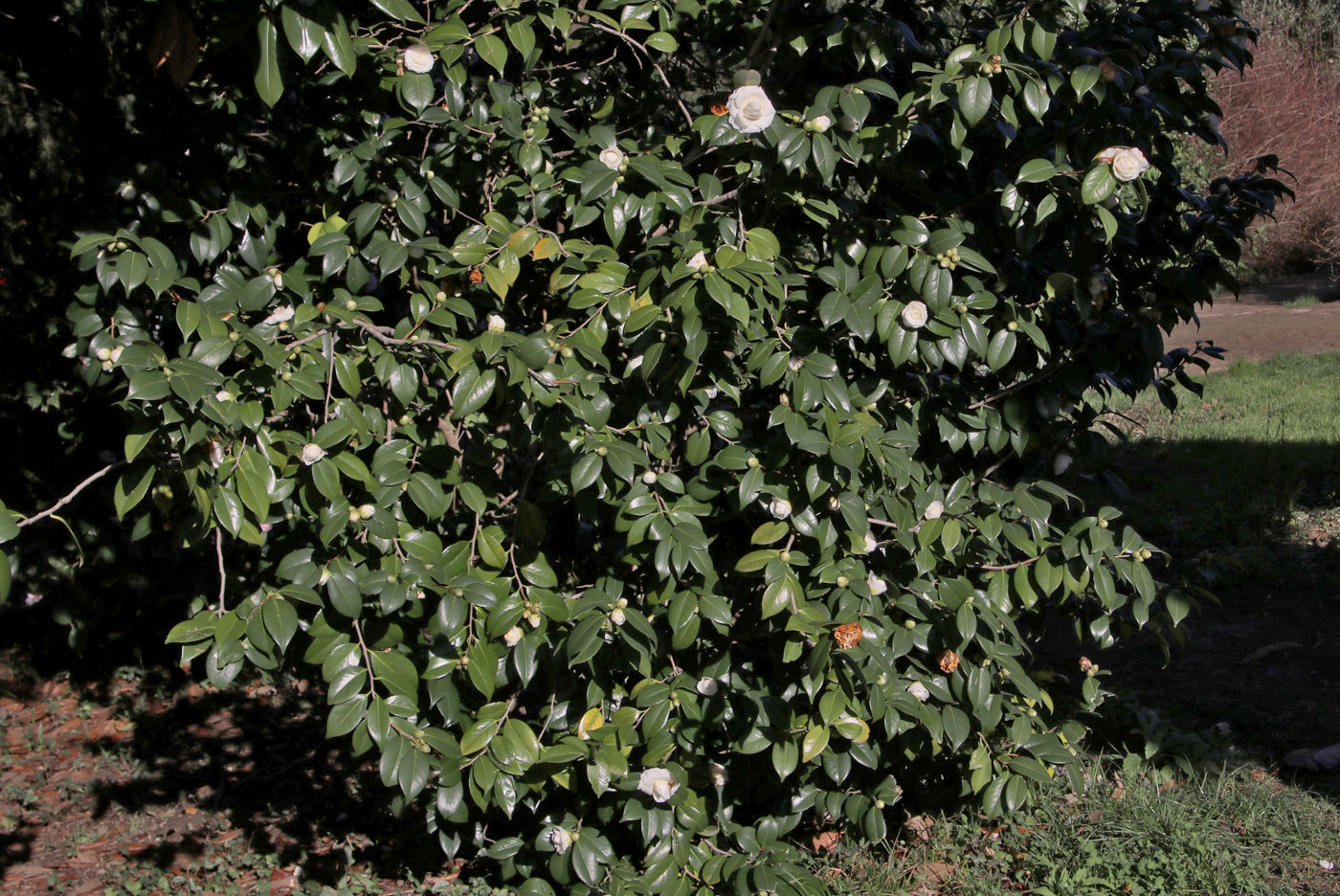 Image of Camellia japonica specimen.