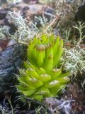 Orostachys spinosa