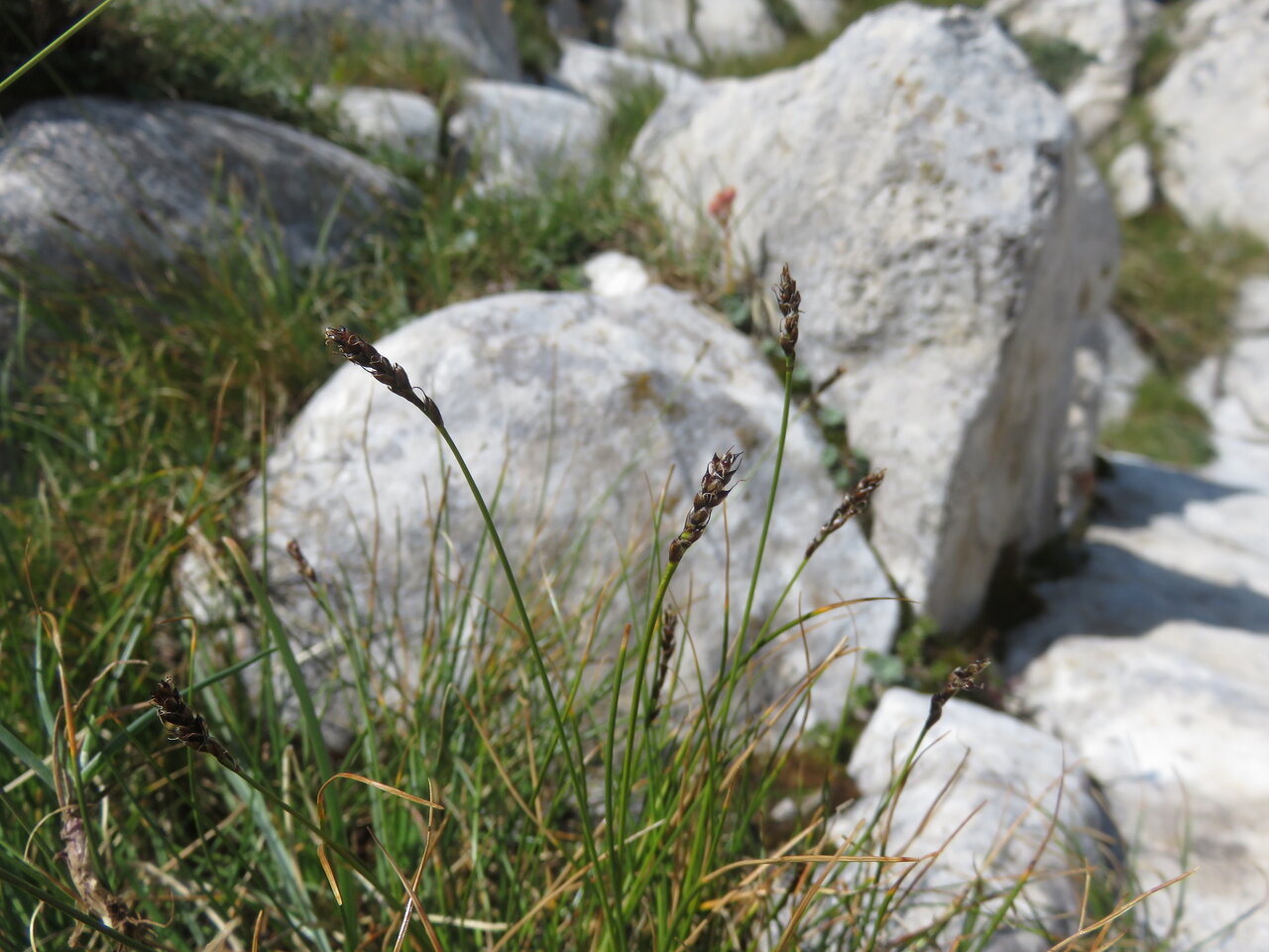 Изображение особи Kobresia myosuroides.