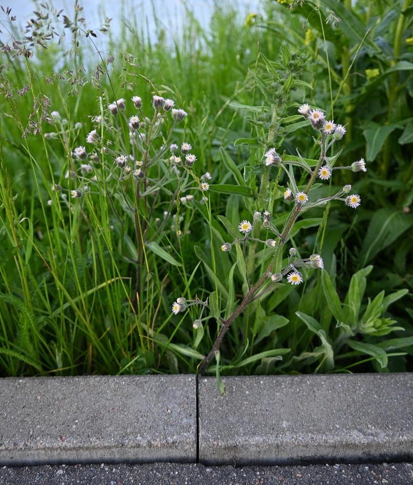 Image of Erigeron acris specimen.