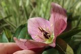 Helleborus abchasicus