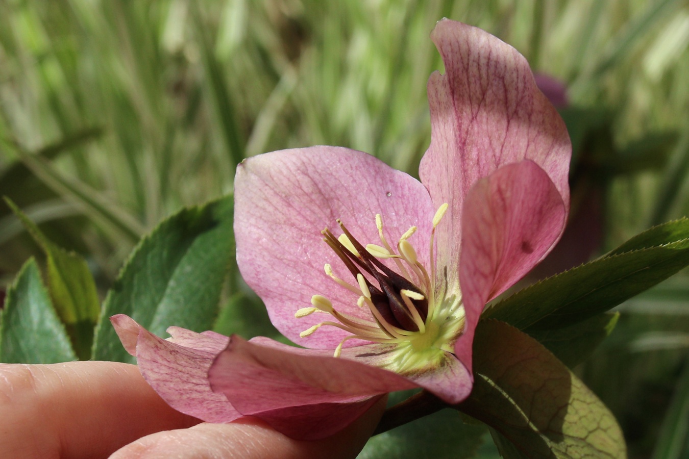 Изображение особи Helleborus abchasicus.
