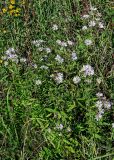 Symphyotrichum novi-belgii