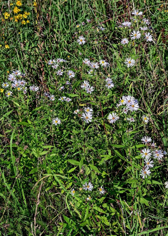 Image of Symphyotrichum novi-belgii specimen.