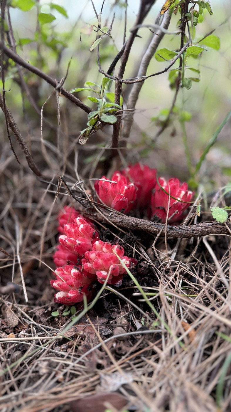 Изображение особи Cytinus ruber.