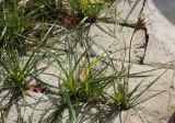 Cyperus rotundus. Зацветающие растения между плитками дворовой дорожки. Израиль, г. Кирьят-Оно. 11.02.2011.