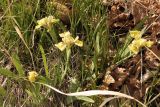 View full-size image Iris humilis