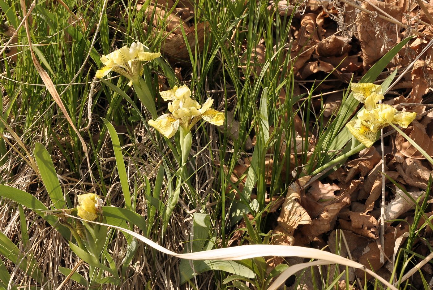 Image of Iris humilis specimen.