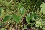 View full-size image genus Campanula