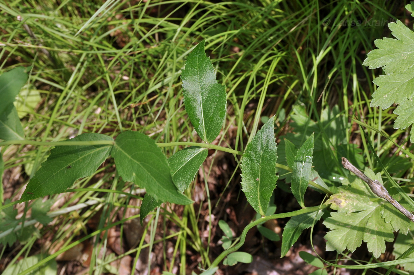Image of Platycodon grandiflorus specimen.