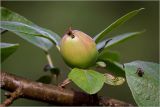 Malus domestica. Верхушка побега с формирующимся плодом. Московская обл., Раменский р-н, окр. дер. Хрипань, садовый участок. 19.06.2026.