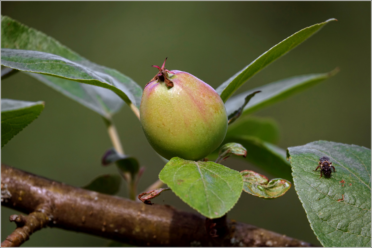 Изображение особи Malus domestica.