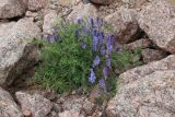 Vicia cracca. Цветущее растение. Ленинградская обл., Ломоносовский р-н, окр. Шепелёвского маяка; п-ов Каравалдай, северная оконечность, берег Финского залива, песчано-валунный пляж. 12.06.2026.