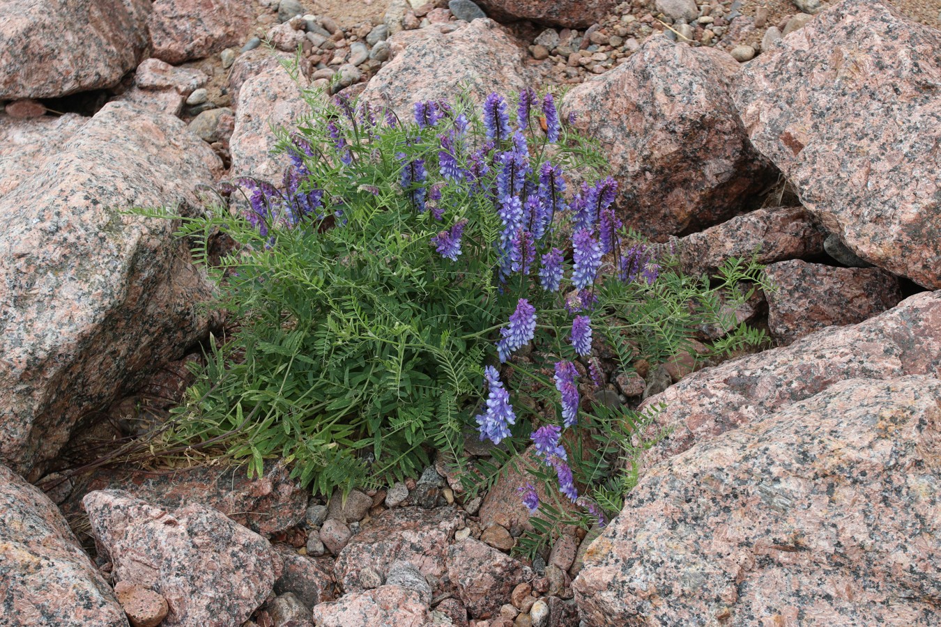 Изображение особи Vicia cracca.