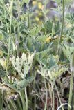 genus Delphinium. Нижняя часть побегов растения. Кыргызстан, Чуйская обл., Жайылский р-н, Сусамырская дол., ок. 2 км к СВ от с. Суусамыр, ок. 2100 м н.у.м., каменистый склон, разнотравное сообщество. 05.07.2026.