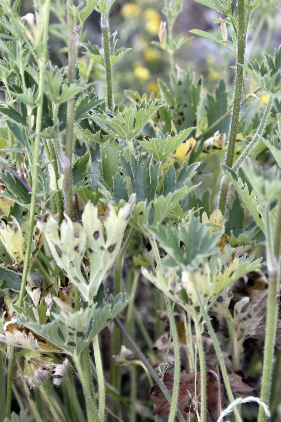 Image of Delphinium confusum specimen.